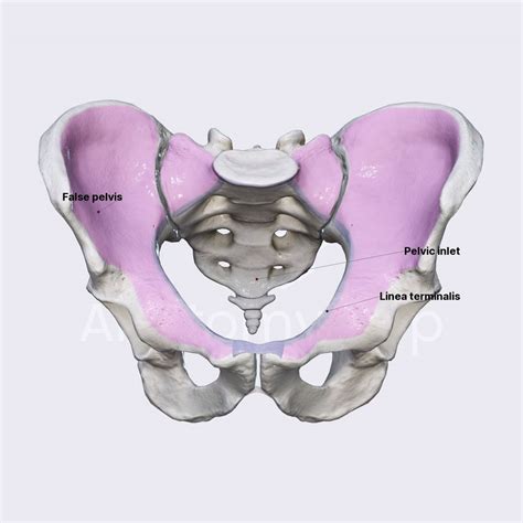 Pelvis Encyclopedia Learn Anatomy 3D Models, Articles, And, 59% OFF