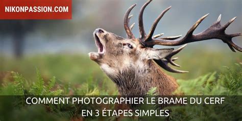 Comment Photographier Le Brame Du Cerf En Tapes Simples