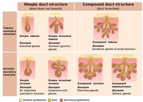 Microscopic Anatomy - Tissue Classification: Glands Flashcards | Quizlet