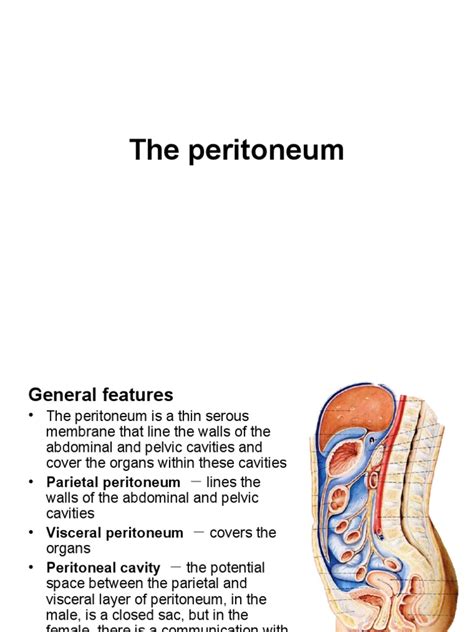 Anatomy Of Peritoneum Lymphatic System Peritoneum