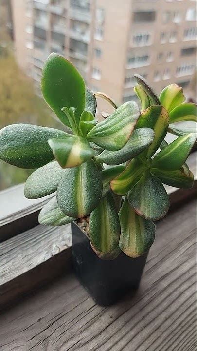 Древовидные крассулы: Микаэри Биджин\ Реторн оф Бьюти - YouTube