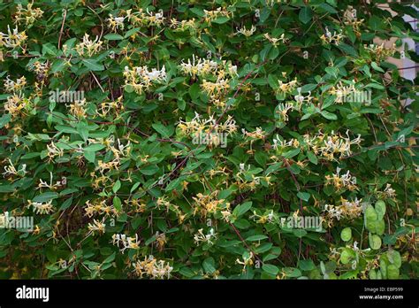 Woodbine Honeysuckle English Wild Honeysuckle Lonicera Periclymenum