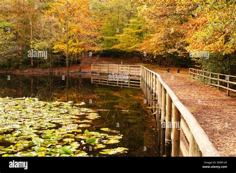 Burnham Beeches In Buckinghamshire Hi Res Stock Photography And Images