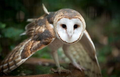 Dia Internacional Da Coruja - Parque das Aves celebra Dia Internacional da Conscientização sobre as ...