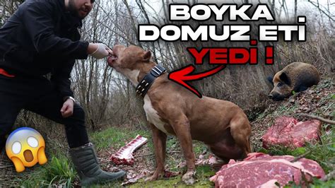 BOYKA ORMANDA DOMUZ ETİ YEDİ çok beğendi YouTube