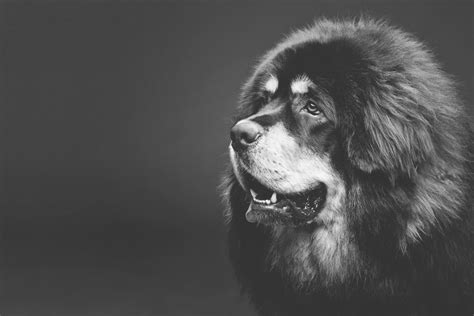 tibetan mastiff  profile size personality  lifespan