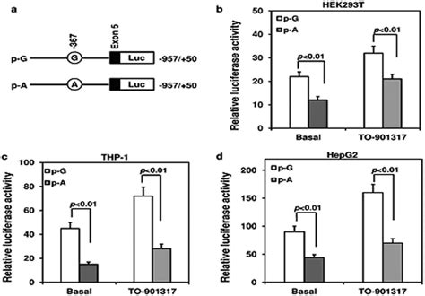 Abcg1abca1sr B1 Gene Expression In Macrophage With Gg Ga And Aa