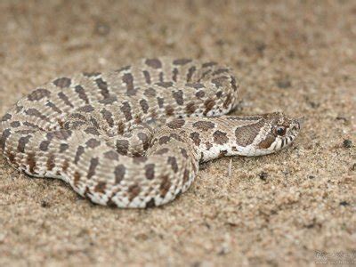 Snakes of North Dakota - North Dakota Herp Atlas