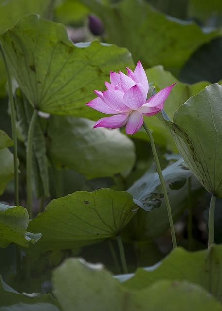 Lotus Blume Rosa Pinke Kostenloses Foto Auf Pixabay Pixabay