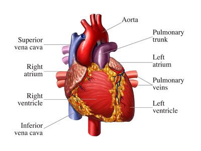 The Heart IGCSE Biology - OxNotes GCSE Revision