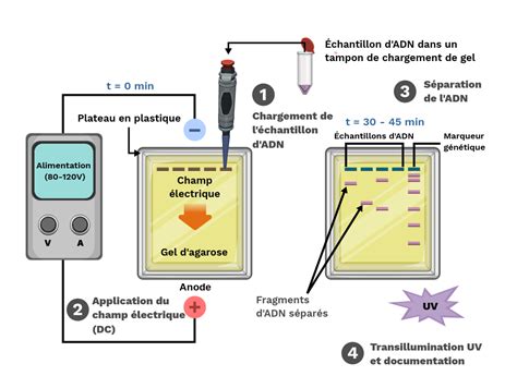 La procédure de lélectrophorèse sur gel Labster