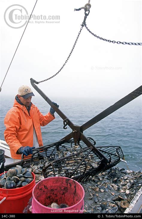 Photo of Harvesting Clams 14C-380