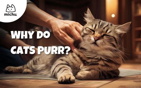 Why Do Cats Purr Discover The Science Behind Feline Purring