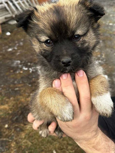 Donez 3 Cateluse De Talie Mica In Varsta De 2 Luni Cluj Napoca Cluj