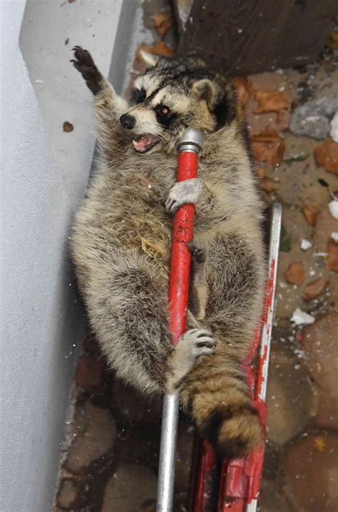 Immunized from the skies: Feds dropping rabies-vaccine-laced bait for