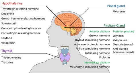 Hormones Of Hypothalamus Howmed