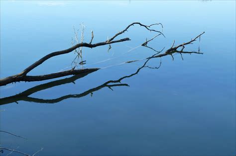 Edit Free Photo Of Tree Water Branch Branches In Water Free Pictures