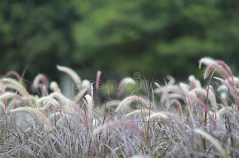 The Fountain Grass Or Pennisetum Alopecuroides Hk Stock Image Image