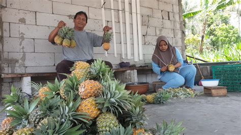 Berwisata Ke Pemalang Sambil Membawa Oleh Oleh Nanas Madunya Travelnesia