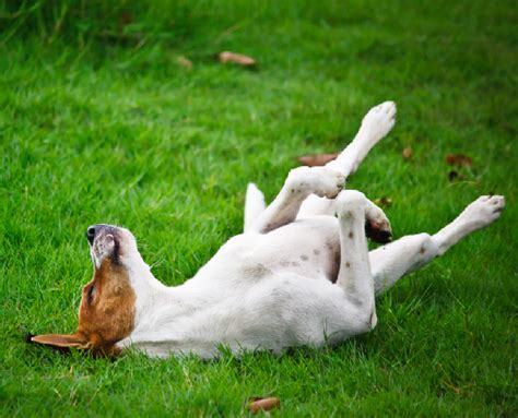 Scratch, Scratch and More Scratching! - Bark Avenue Daycamp