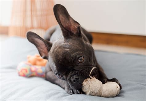 Cuanto Puede Estar Un Perro Sin Comer Actualizado Septiembre