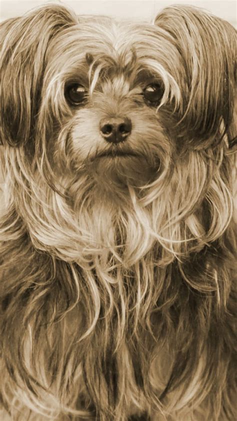 Yorkiepoo Portrait Charakter Ernährung Pflege Tipps