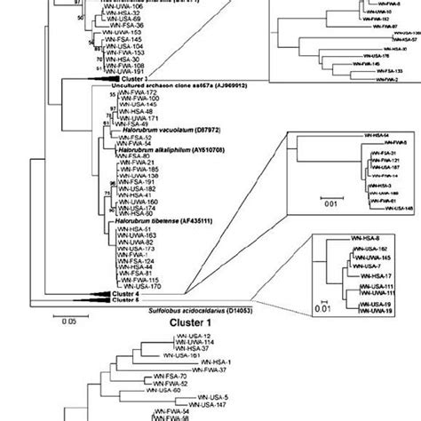 Phylogeny Of Archaeal Otus Phylogenetic Trees Download Scientific