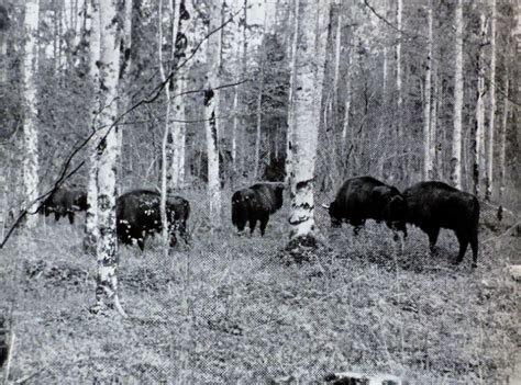 Памятники природы Восточной Пруссии в первой половине ХХ века.