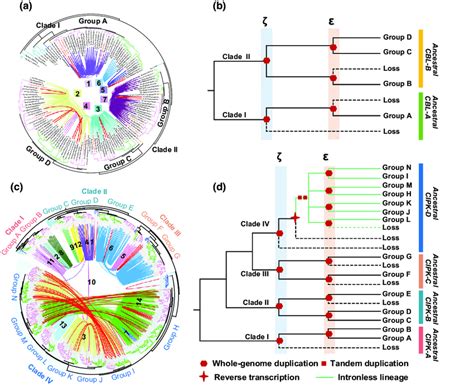 Phylogenetic Profiling Of The Calcineurin B Like Cbl And