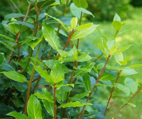 Versatile Bay Laurel For Homes And Gardens Fafard