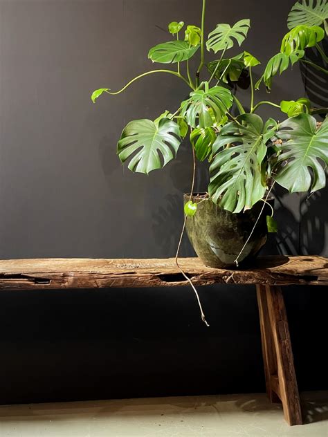 This wood stock pile was actually from a 200 year old oak 20