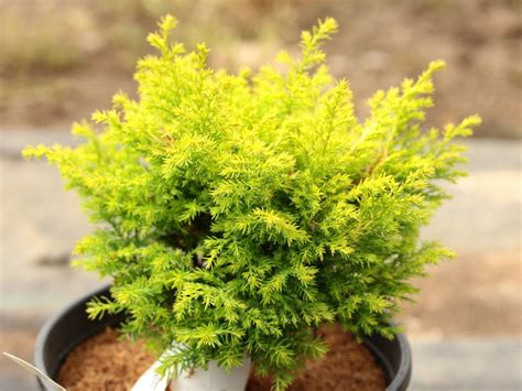 Chamaecyparis Pisifera Harvard Gold Conifer Kingdom Evergreens For Shade Shade Annuals