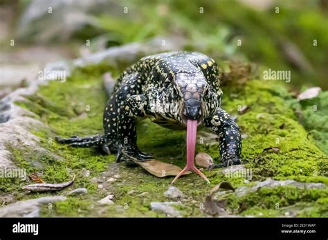 Tupinambis Salvator Merianae Fotografías E Imágenes De Alta Resolución