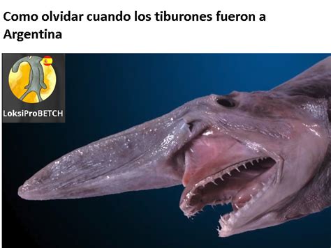 Top memes de tiburón en español :) Memedroid