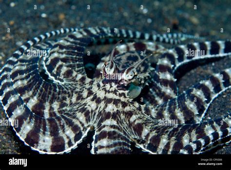 Mimic Octopus Camouflage Mode Stock Photo, Royalty Free Image: 48516278 ...