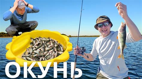Попали на хороший осенний клёв окуня на Чудском озере. Ловля на ...