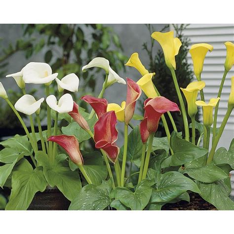 121 Pint Mixed Calla Lily In Plastic Pot L16547hp At