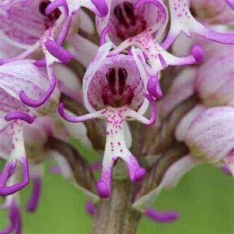 Naked Man Orchid Etsy