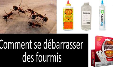 Tuer Les Fourmis Dans La Maison Ventana Blog