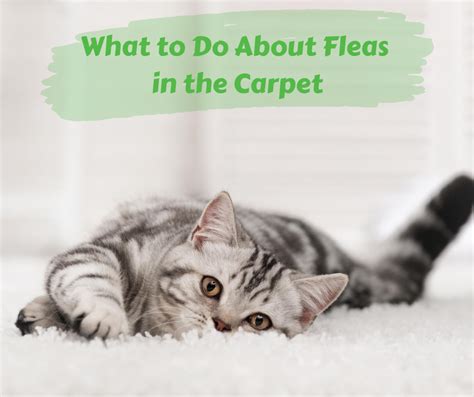 Where Do Fleas Hide Maggies Farm Ltd