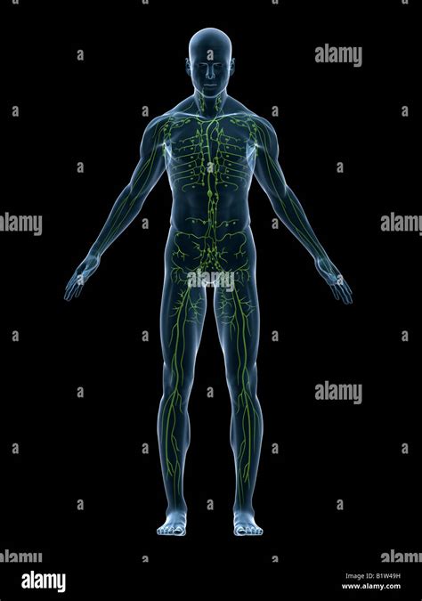 Syst Me Lymphatique D Banque De Photographies Et Dimages Haute