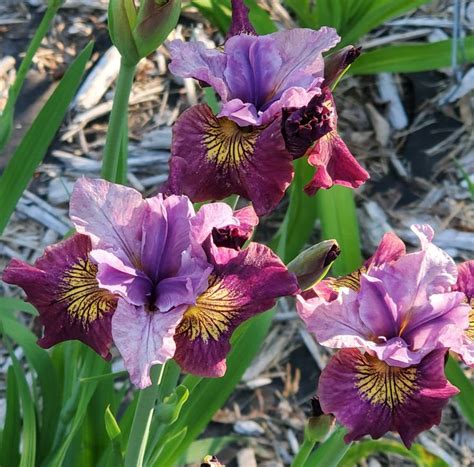Miss Apple Siberian | Bearded iris, Hostas, Iris