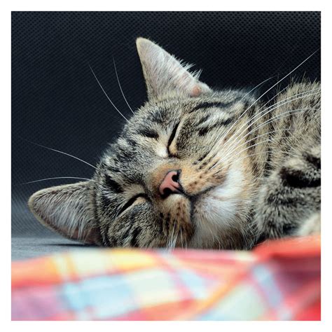 Cat Naps 2018 Boxed Daily Calendar Cb024