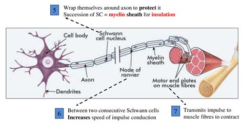 IBDP Biology 2025 SL HL C2 2 Neural Signaling Study Notes