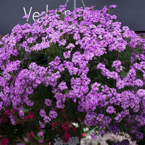Verbena Enchantment Lavender (Trailing) | 3 x 6cm Garden Ready ...