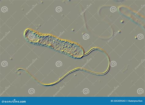 Bacteria Stenotrophomonas Maltophilia Stock Illustration