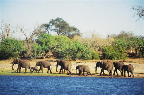 Chobe National Park Chobe River Botswana