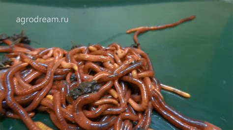 Как выглядят калифорнийские черви | Часть 1 - YouTube