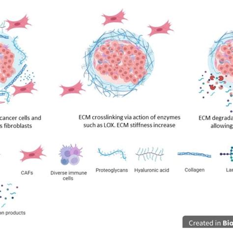 Extracellular Matrix Remodeling In Tumors Download Scientific Diagram