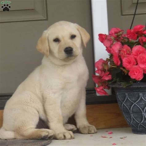 Sunshine Yellow Labrador Retriever Puppy For Sale In Pennsylvania